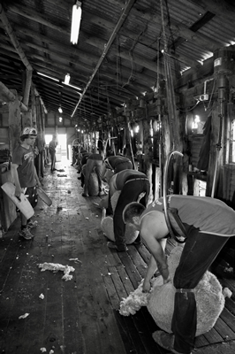 Steam Plains Shearing 022669 © Claire Parks Photography 
